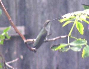 Ruby-throated Hummingbird sitting in mister.