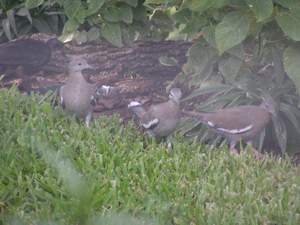 white-winged doves