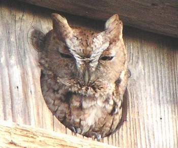 Eastern Screech Owl'