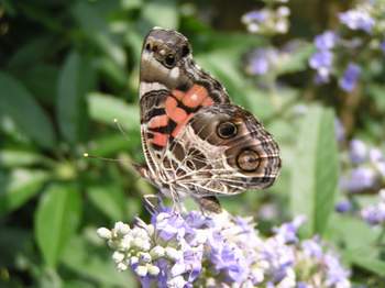 American Lady Butterfly