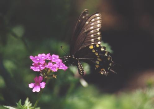 Black Swallowtail