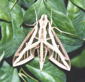 Banded Sphinx Moth