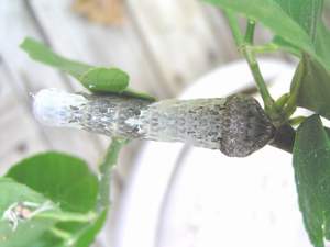 Back of a Giant Swallowtail Caterpiller on a Lemon bush