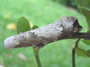 Giant Swallowtail Caterpiller on a Lemon bush