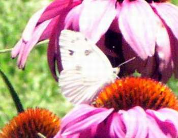 Checkered White