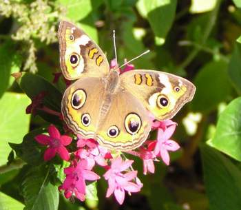 Common Buckeye, wings open