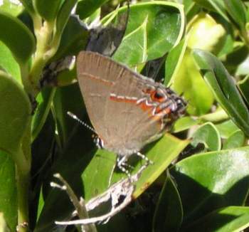 Dusky-blue Groundstreak