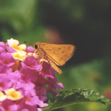 Fiery Skipper, wings closed