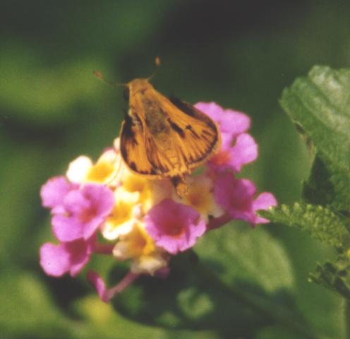 Fiery Skipper, wings open