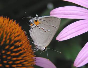 Gray Hairstreak on Coneflower