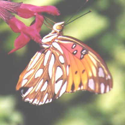 Gulf Fritillary wings closed