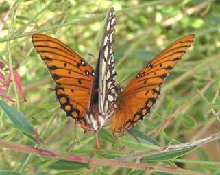 Gulf Fritillary wings open