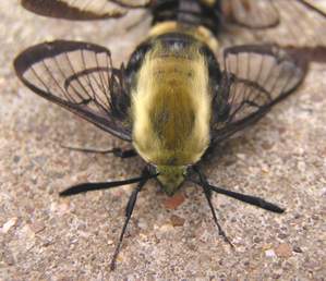 Snowberry Clearwing (Hemaris diffinis), close up