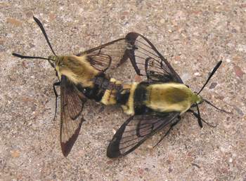 Snowberry Clearwing (Hemaris diffinis)