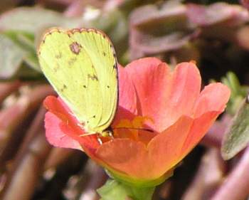 Little Yellow Butterfly on Purslane