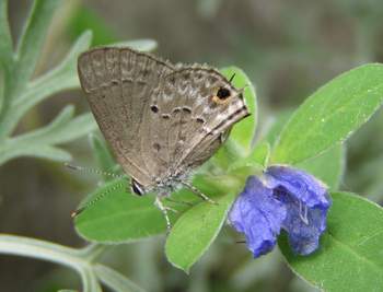 Mallow Scrub Hairstreak