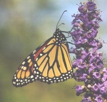 Monarch Butterfly wings closed