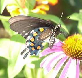 Pipevine Swallowtail