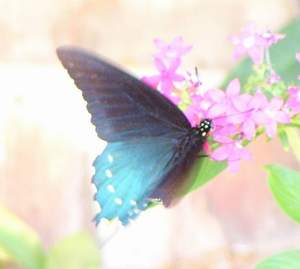 Pipevine Swallowtail