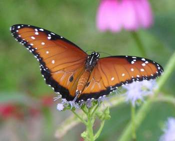 Queen Butterfly wings open