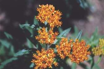 Butterfly weed