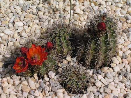 Claret Cup Cactus