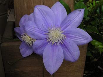 clematis 'Barbara Jackman'