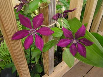 Clematis 'Ruutel'.