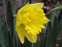 Daffodil