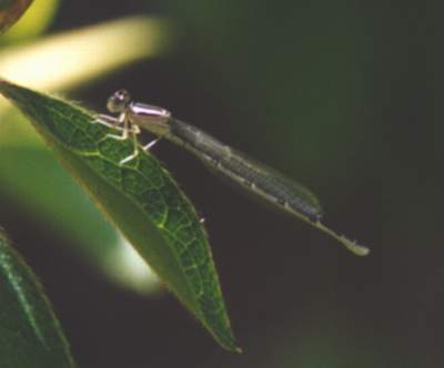 Unkown Damselfly