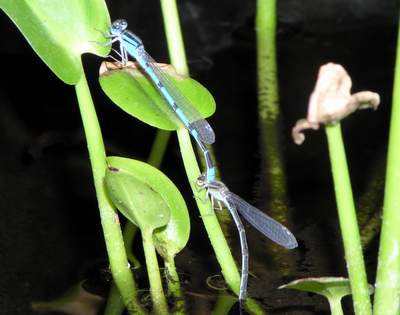 Familiar Bluet male and female.