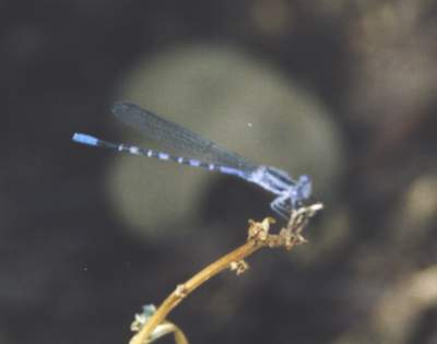 Kiowa Dancer Damselfly