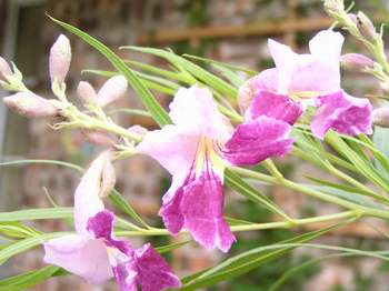 Desert Willow