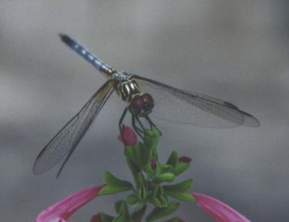 Blue Dasher Dragonfly