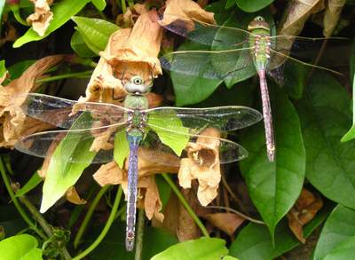 Common Green Darner