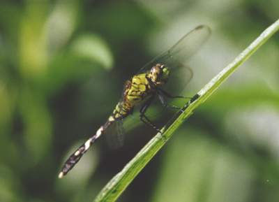 Eastern Pondhawk Dragonfly