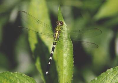 Eastern Pond Hawk Dragonfly