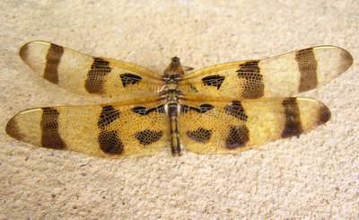 Halloween Pennant