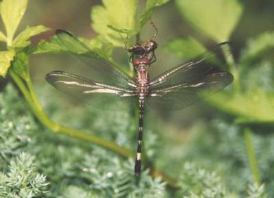  Blue Dasher