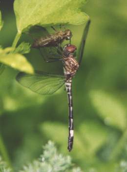 Blue Dasher