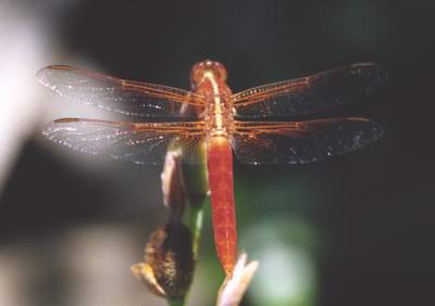 Neon Skimmer Dragonfly