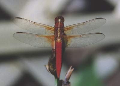 Neon Skimmer Dragonfly