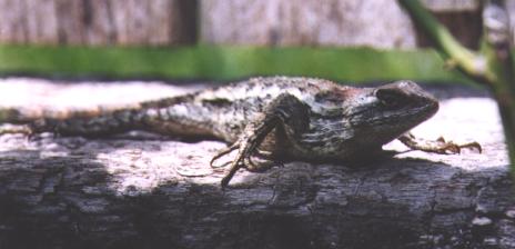 American fence lizard