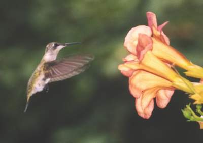 Ruby throated Hummingbird at Trumpetvine