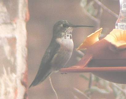 Missy molting