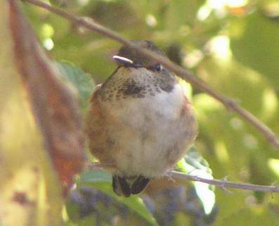 Female Rufous Hummingbird, front view with central spot