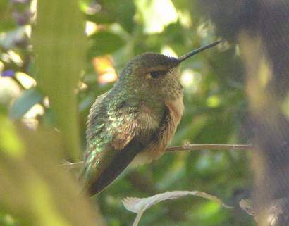 Female Rufous Hummingbird, side view