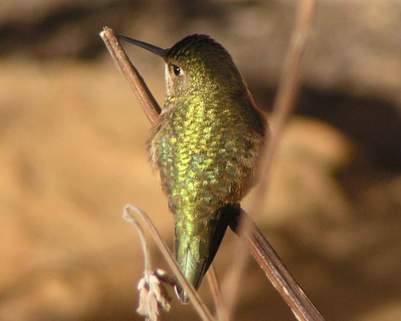 Rufous hummingbird, back view