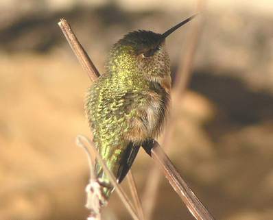 Rufous hummingbird, back view