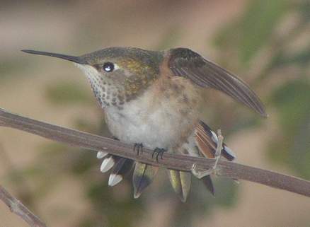 Rufous hummingbird fanning out feathers after preening. Definate notched R2 tail feather.